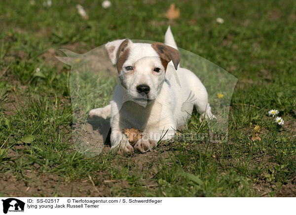liegender junger Jack Russell Terrier / lying young Jack Russell Terrier / SS-02517