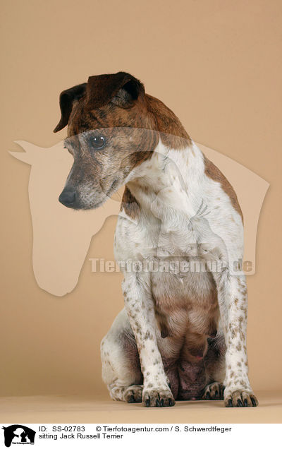 sitzender Jack Russell Terrier / sitting Jack Russell Terrier / SS-02783