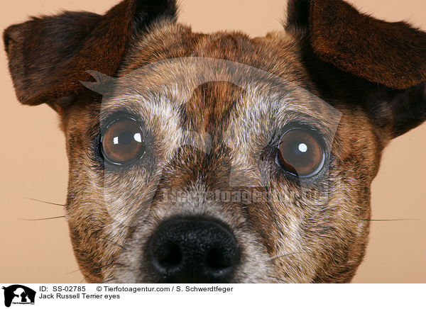 Jack Russell Terrier eyes / SS-02785