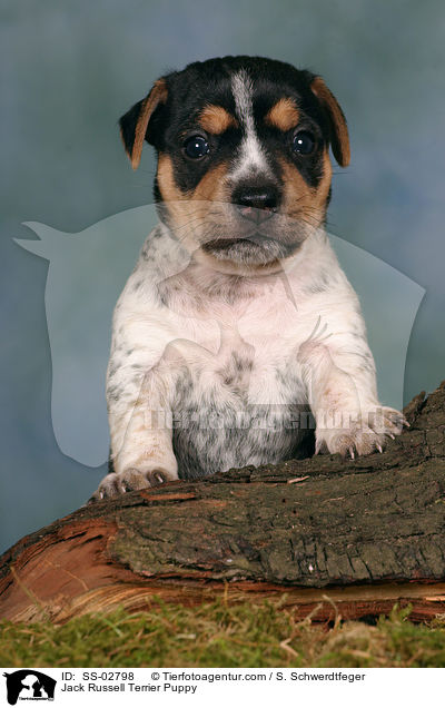 Jack Russell Terrier Welpe / Jack Russell Terrier Puppy / SS-02798