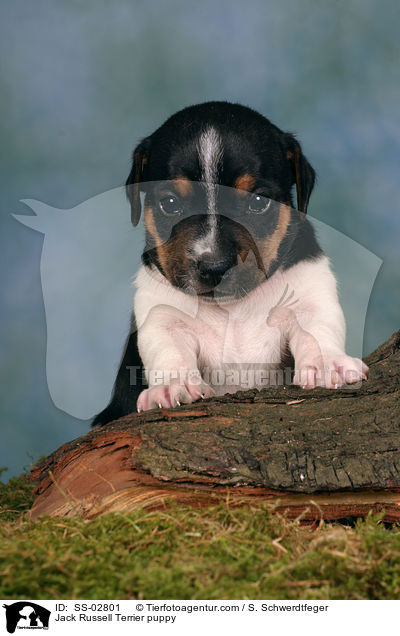 Jack Russell Terrier Welpe im Studio / Jack Russell Terrier puppy / SS-02801