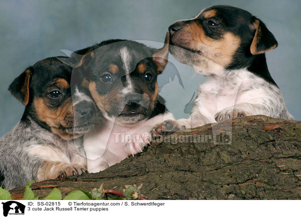 3 cute Jack Russell Terrier puppies / SS-02815
