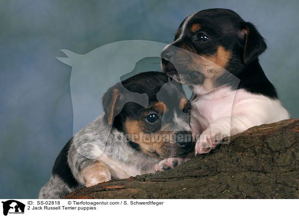 2 Jack Russell Terrier Welpen im Studio / 2 Jack Russell Terrier puppies / SS-02818