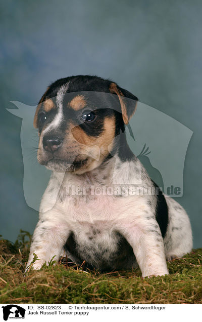 Jack Russell Terrier Welpe im Studio / Jack Russell Terrier puppy / SS-02823