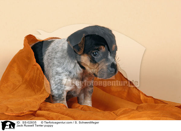 Jack Russell Terrier Welpe im Studio / Jack Russell Terrier puppy / SS-02835