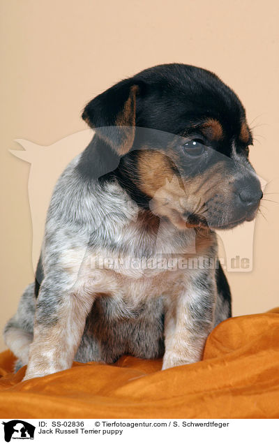 Jack Russell Terrier Welpe im Studio / Jack Russell Terrier puppy / SS-02836