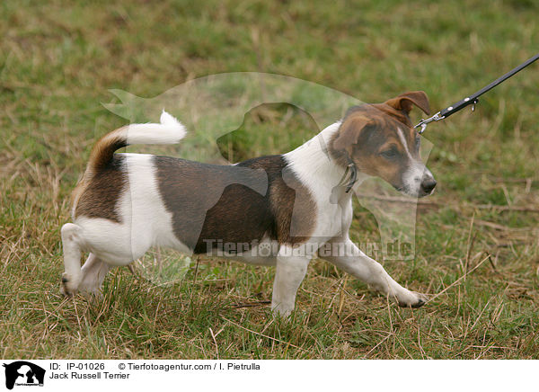 Jack Russell Terrier / IP-01026