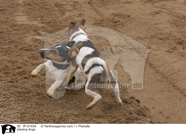 spielende Hunde / playing dogs / IP-01036