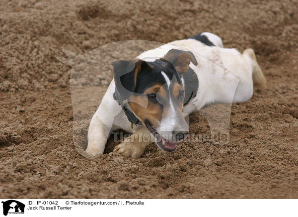 Jack Russell Terrier / Jack Russell Terrier / IP-01042
