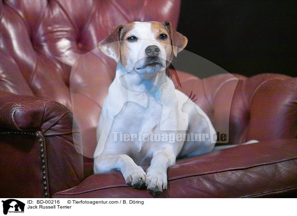 Jack Russell Terrier / Jack Russell Terrier / BD-00216