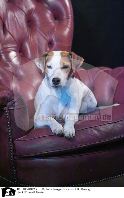 Jack Russell Terrier / Jack Russell Terrier / BD-00217