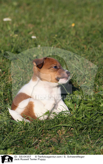 Jack Russell Terrier Welpe / Jack Russell Terrier Puppy / SS-04357