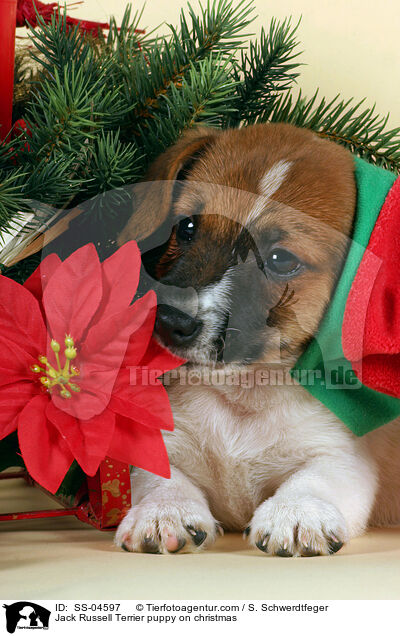 Jack Russell Terrier puppy on christmas / SS-04597