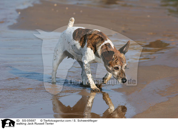 walking Jack Russell Terrier / SS-05687