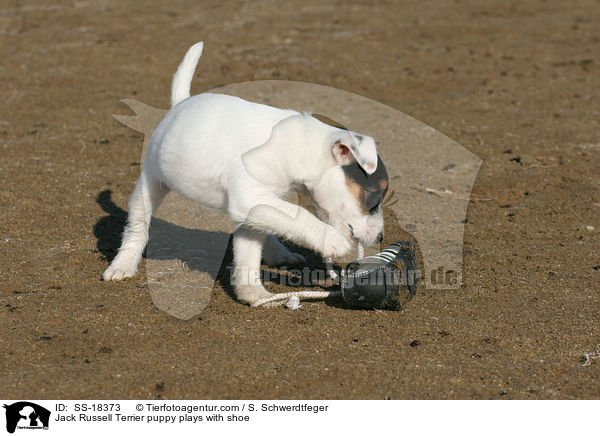 Parson Russell Terrier Welpe spielt mit Schuh / Parson Russell Terrier puppy plays with shoe / SS-18373