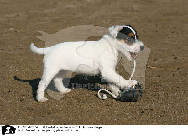 Parson Russell Terrier Welpe spielt mit Schuh / Parson Russell Terrier puppy plays with shoe / SS-18374