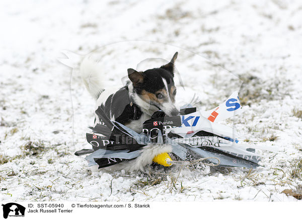 Jack Russell Terrier / SST-05940