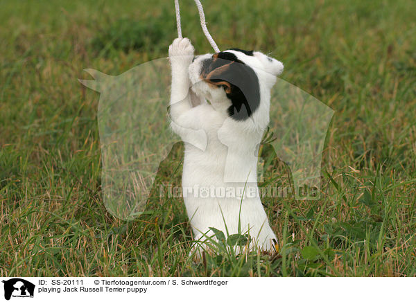 spielender Parson Russell Terrier Welpe / playing Parson Russell Terrier puppy / SS-20111