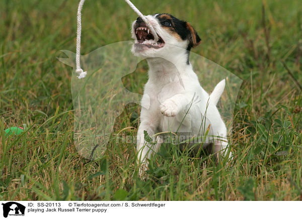 spielender Parson Russell Terrier Welpe / playing Parson Russell Terrier puppy / SS-20113