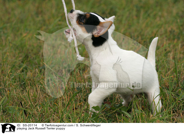 spielender Parson Russell Terrier Welpe / playing Parson Russell Terrier puppy / SS-20114