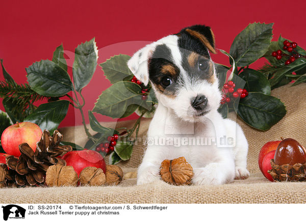 Jack Russell Terrier puppy at christmas / SS-20174