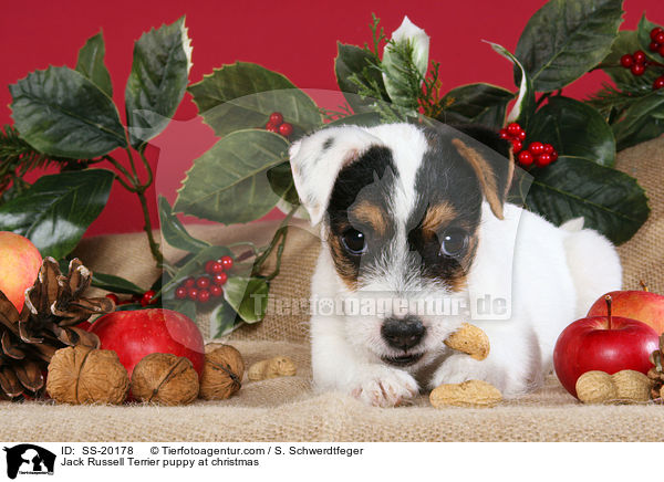 Jack Russell Terrier puppy at christmas / SS-20178