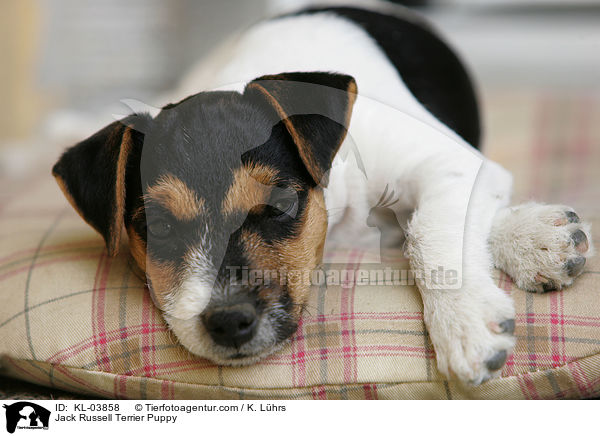 Jack Russell Terrier Puppy / KL-03858