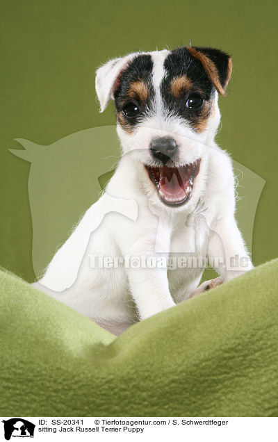 sitting Jack Russell Terrier Puppy / SS-20341