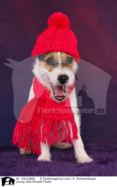 young Jack Russell Terrier / SS-22662