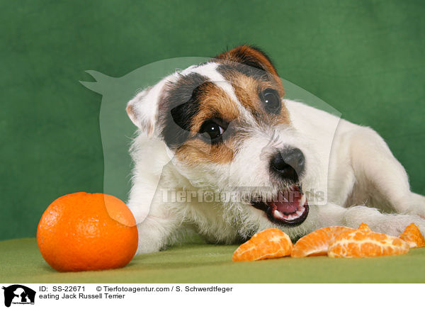 fressender Parson Russell Terrier / eating Parson Russell Terrier / SS-22671