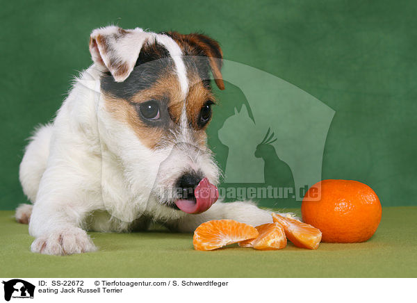 eating Jack Russell Terrier / SS-22672