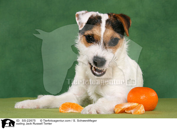 fressender Parson Russell Terrier / eating Parson Russell Terrier / SS-22675