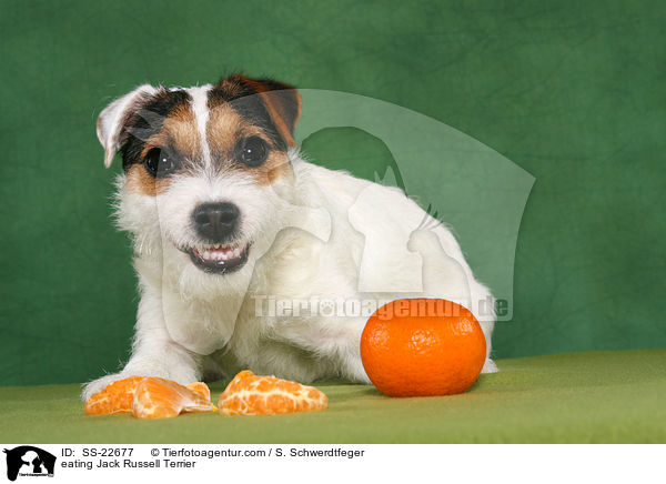 fressender Parson Russell Terrier / eating Parson Russell Terrier / SS-22677