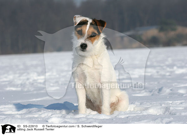 sitting Jack Russell Terrier / SS-22810