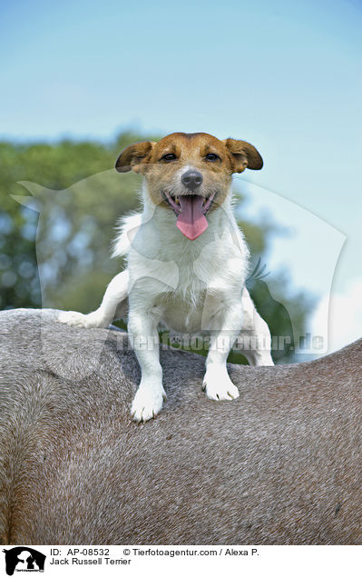 Jack Russell Terrier / AP-08532