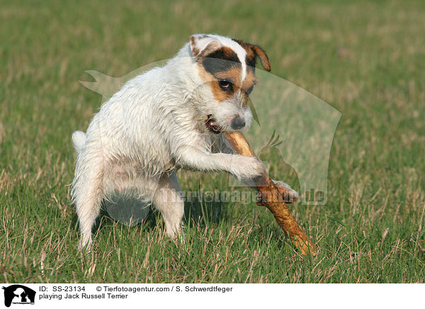 playing Jack Russell Terrier / SS-23134