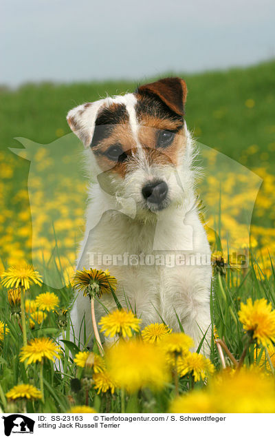 sitting Jack Russell Terrier / SS-23163