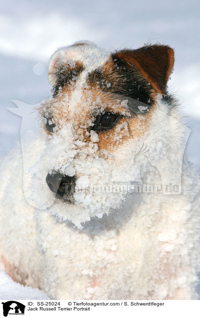 Parson Russell Terrier Portrait / Parson Russell Terrier Portrait / SS-25024