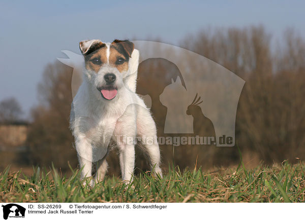 frisch getrimmter Parson Russell Terrier / trimmed Parson Russell Terrier / SS-26269