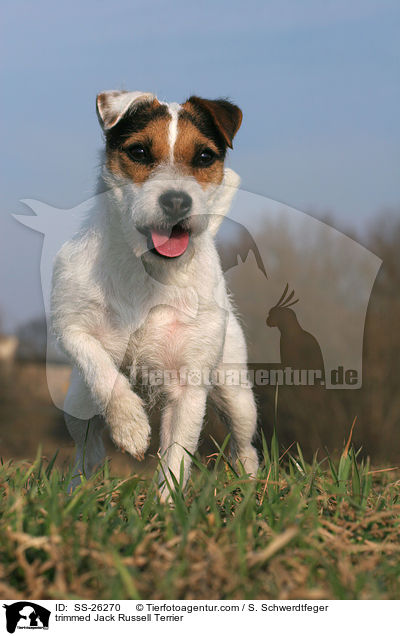 frisch getrimmter Parson Russell Terrier / trimmed Parson Russell Terrier / SS-26270