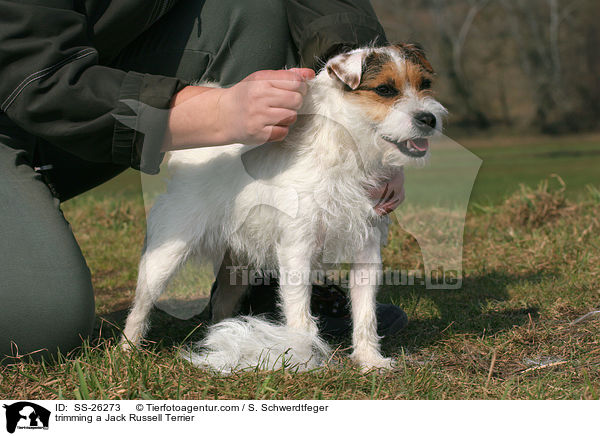 Rarson Russell Terrier wird getrimmt / trimming a Parson Russell Terrier / SS-26273