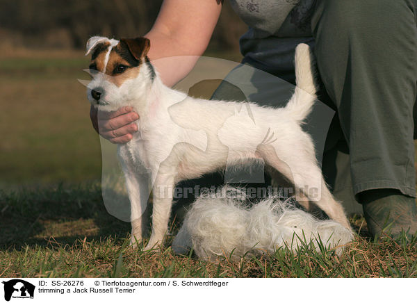 Rarson Russell Terrier wird getrimmt / trimming a Parson Russell Terrier / SS-26276
