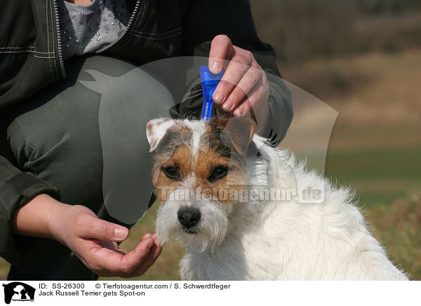 Jack Russell Terrier gets Spot-on / SS-26300