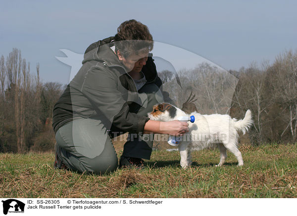 Jack Russell Terrier gets pulicide / SS-26305