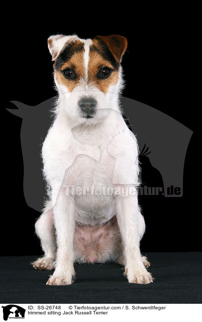 frisch getrimmter Parson Russell Terrier / trimmed Parson Russell Terrier / SS-26748