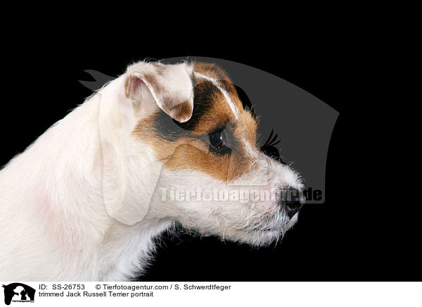 frisch getrimmter Parson Russell Terrier / trimmed Parson Russell Terrier / SS-26753