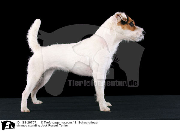 frisch getrimmter Parson Russell Terrier / trimmed Parson Russell Terrier / SS-26757