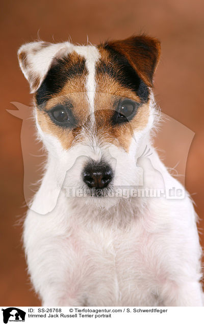 frisch getrimmter Parson Russell Terrier / trimmed Parson Russell Terrier / SS-26768