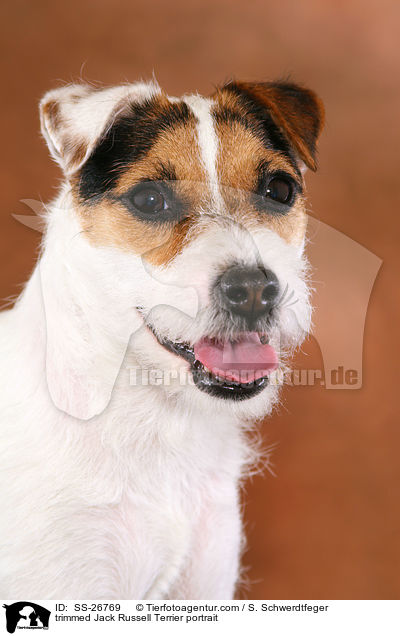 frisch getrimmter Parson Russell Terrier / trimmed Parson Russell Terrier / SS-26769