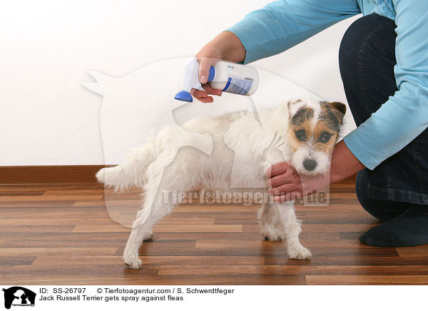 Jack Russell Terrier gets spray against fleas / SS-26797